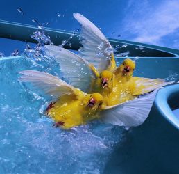 sliding_ducklings_wallpaper_background_29951